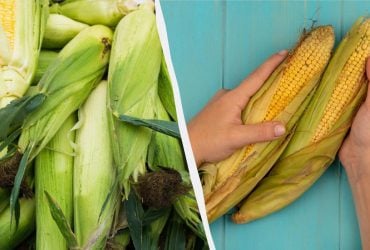 Якісну кукурудзу можна визначити ще на прилавку: фермери поділилися корисним лайфхаком