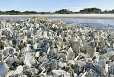 17 лет во Флориде сбрасывали в море устричные раковины, пока эти отходы не очистили море