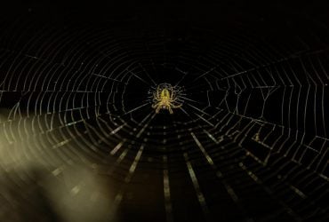 Павуки лізуть у дім не просто так: головні причини та дієві способи їх позбутися