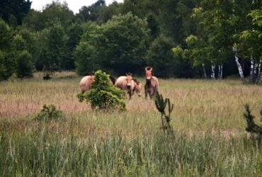 В районі Чорнобиля збільшився табун унікальних диких коней (фото)