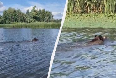 Тримають ікла над водою: біля Чорнобиля зафільмували незвичних плавців (відео)