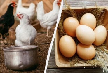 Как отличить яйцо курицы, питающейся натуральным кормом: фермер назвала простой способ