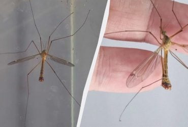 Что за огромные комары с длинными ногами: действительно ли они малярийные
