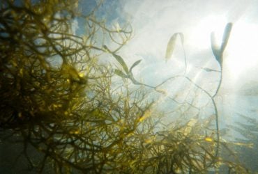 Учені розкрили, чому океан заполонили смердючі водорості: проблема лише погіршується