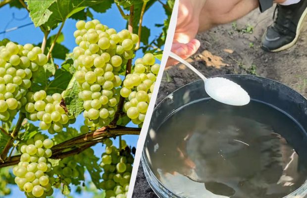 Літнє підживлення винограду: чим полити кущ для солодких та великих ягід