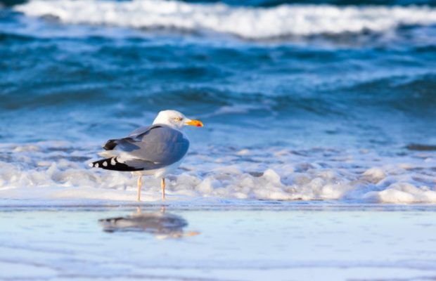 У Балтійському морі є дивовижне місце, де вода прогрівається як на Адріатиці