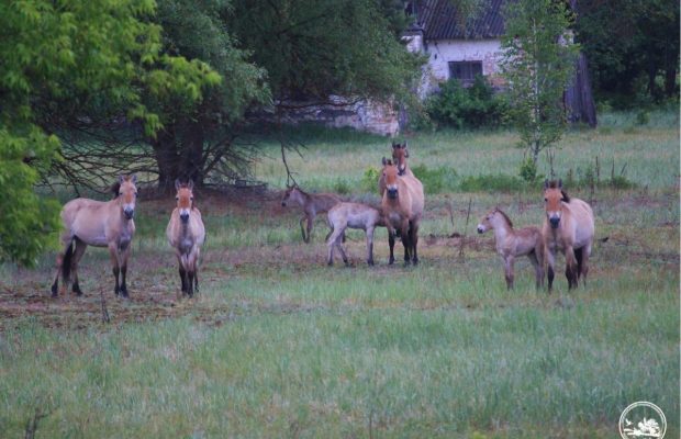У Чорнобильській зоні помітили гарем рідкісних коней (фото)