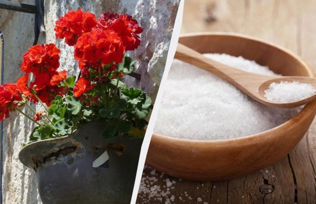 Как оживить засохшую герань: поможет кухонное средство