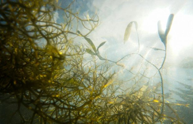 Учені розкрили, чому океан заполонили смердючі водорості: проблема лише погіршується