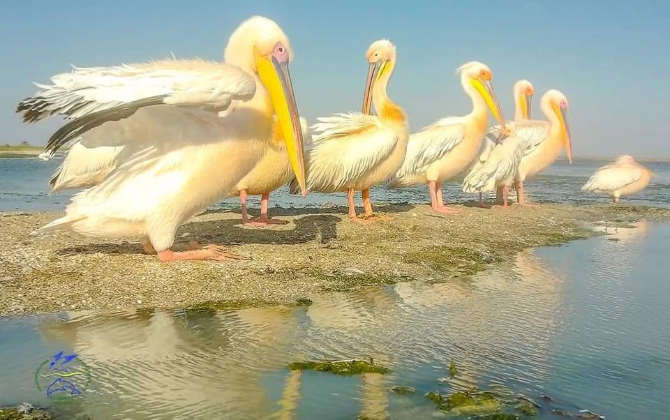 'Через війну у хімічному 'бульйоні' Чорного та Азовського морів вже загинули 120 тисяч дельфінів', - науковець Іван Русєв 'Через війну у хімічному 'бульйоні' Чорного та Азовського морів вже загинули 120 тисяч дельфінів', - науковець Іван Русєв