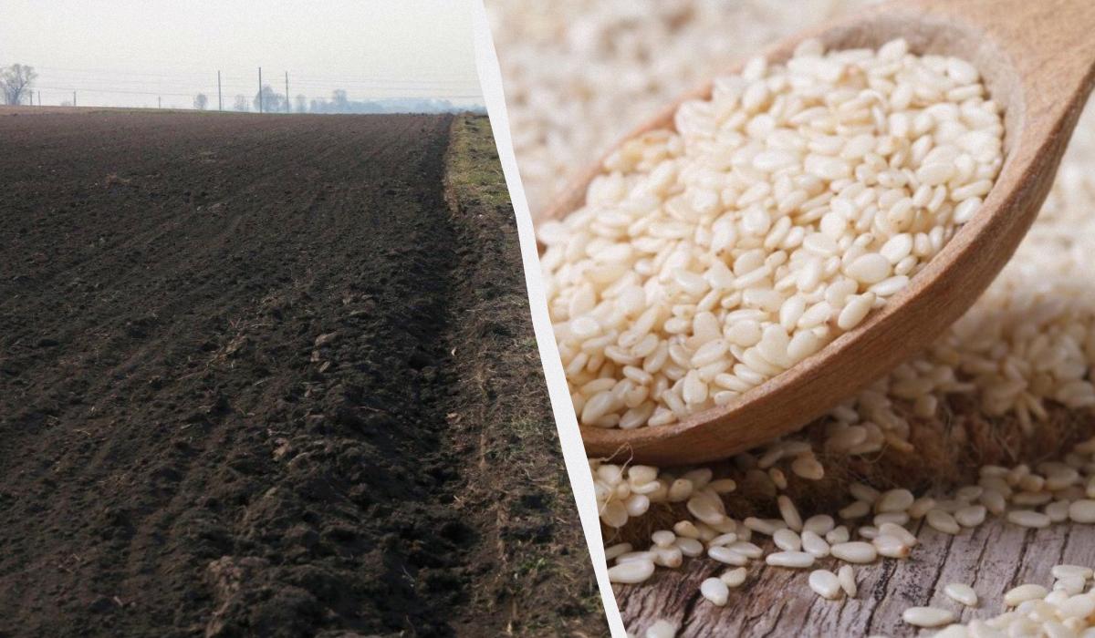 Китайський фермер місяцями слухав поради ШІ: одна з них знищила весь урожай