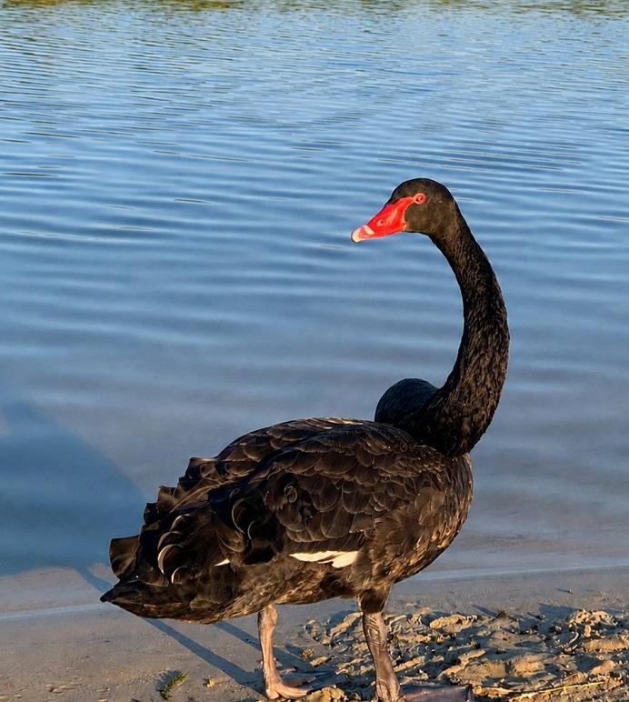Предвестник беды: на пляже под Днепром заметили птицу, которая водится в Украине Предвестник беды: на пляже под Днепром заметили птицу, которая водится в Украине