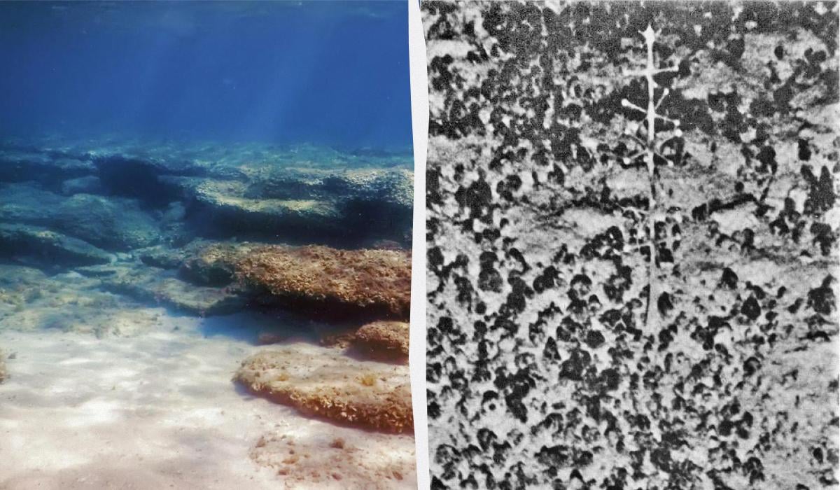 Eltanin antenna mystery solved as carnivorous sea sponge