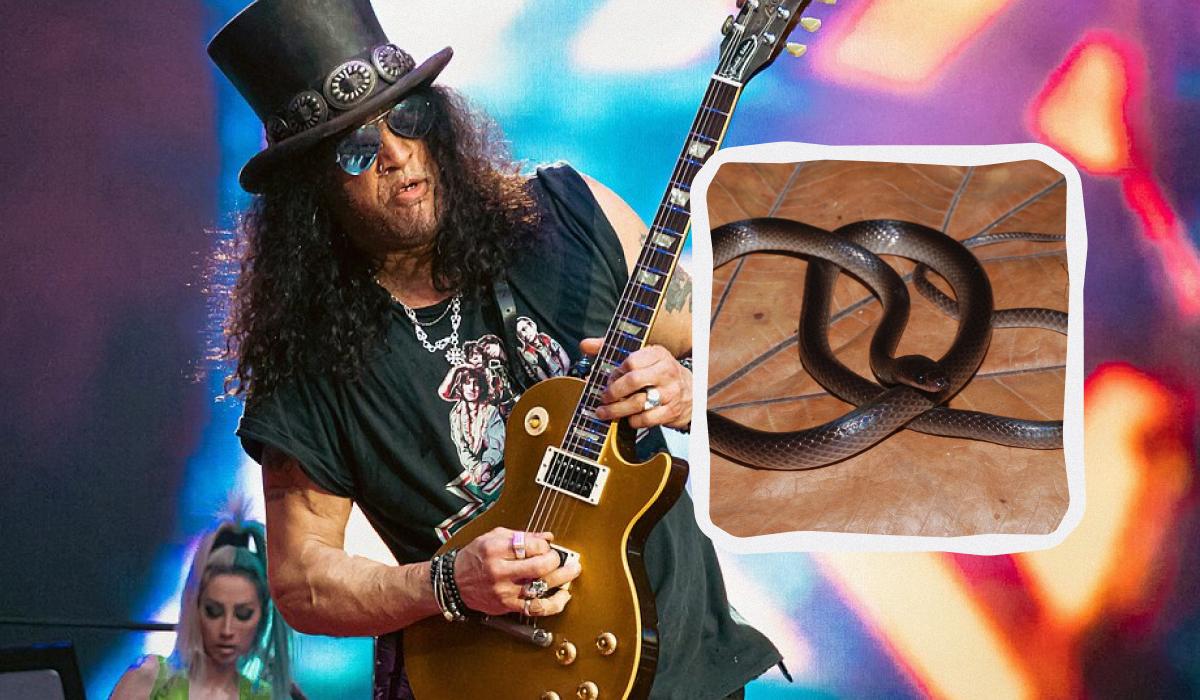 Новий вид змій із Нової Гвінеї назвали на честь гітариста гурту Guns N' Roses Новий вид змій із Нової Гвінеї назвали на честь гітариста гурту Guns N' Roses