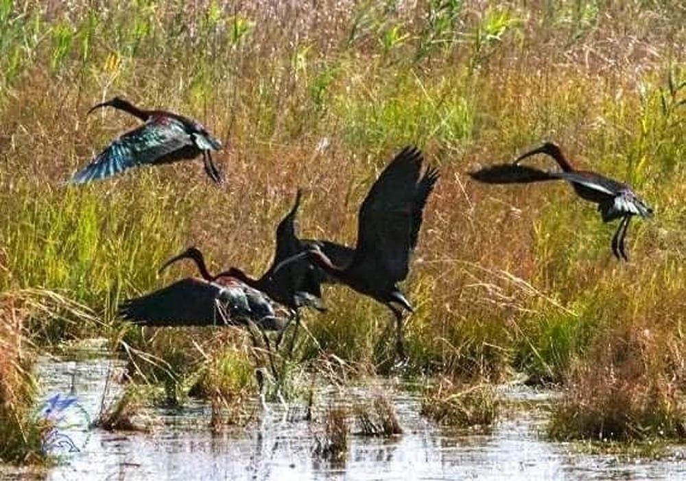 Схожий на крука, але має довгий загнутий дзьоб: що це за рідкісний птах в Україні, - орнітолог Схожий на крука, але має довгий загнутий дзьоб: що це за рідкісний птах в Україні, - орнітолог