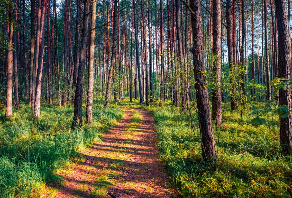 У лісах Волині стоїть відкритий склеп цілительки із Варшави: що про неї відомо У лісах Волині стоїть відкритий склеп цілительки із Варшави: що про неї відомо