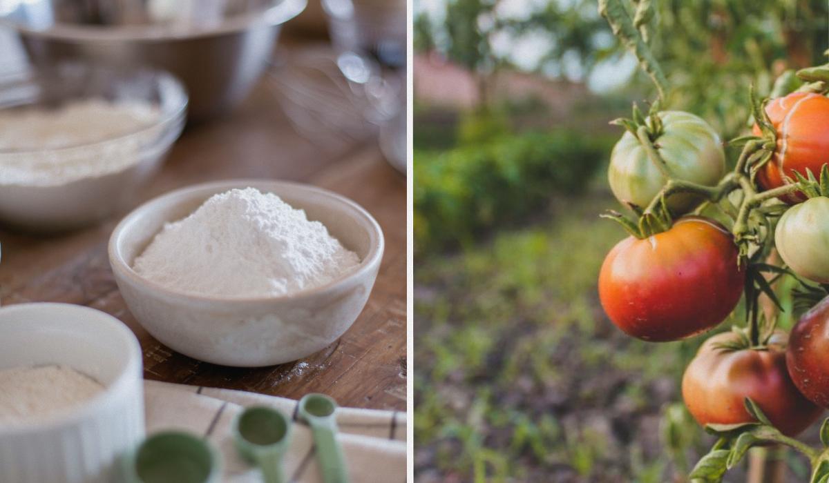 Куда применить кукурузный крахмал Куда применить кукурузный крахмал