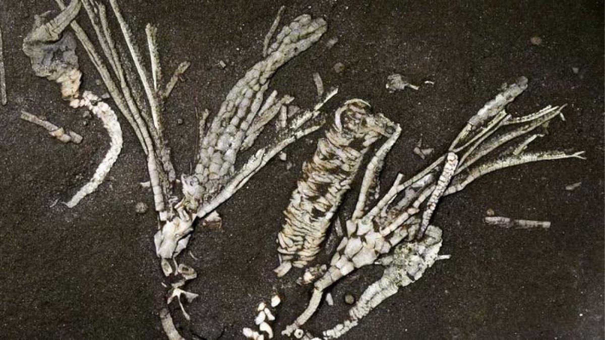 Ученые обнаружили окаменелость морского существа, старшего динозавров на 200 миллионов лет Ученые обнаружили окаменелость морского существа, старшего динозавров на 200 миллионов лет