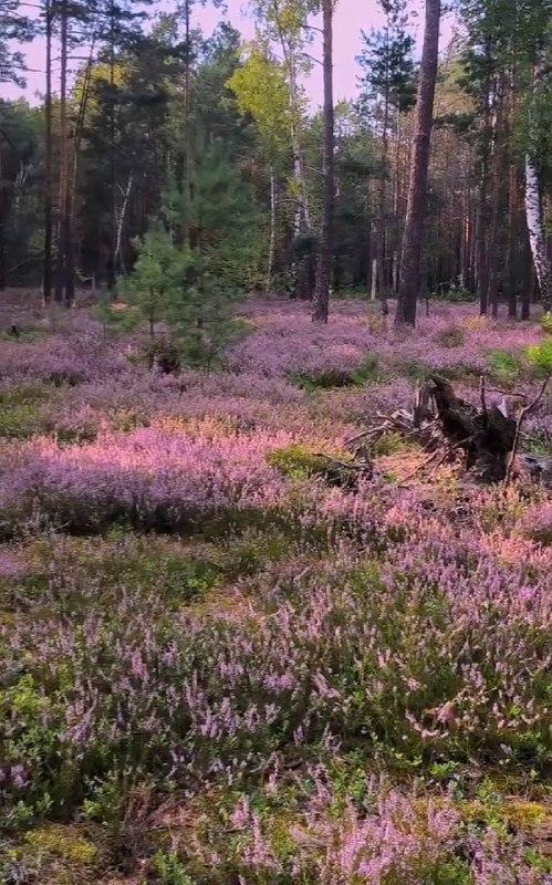 В лесах Полесья расцвел вечнозеленый предвестник осени (фото)
