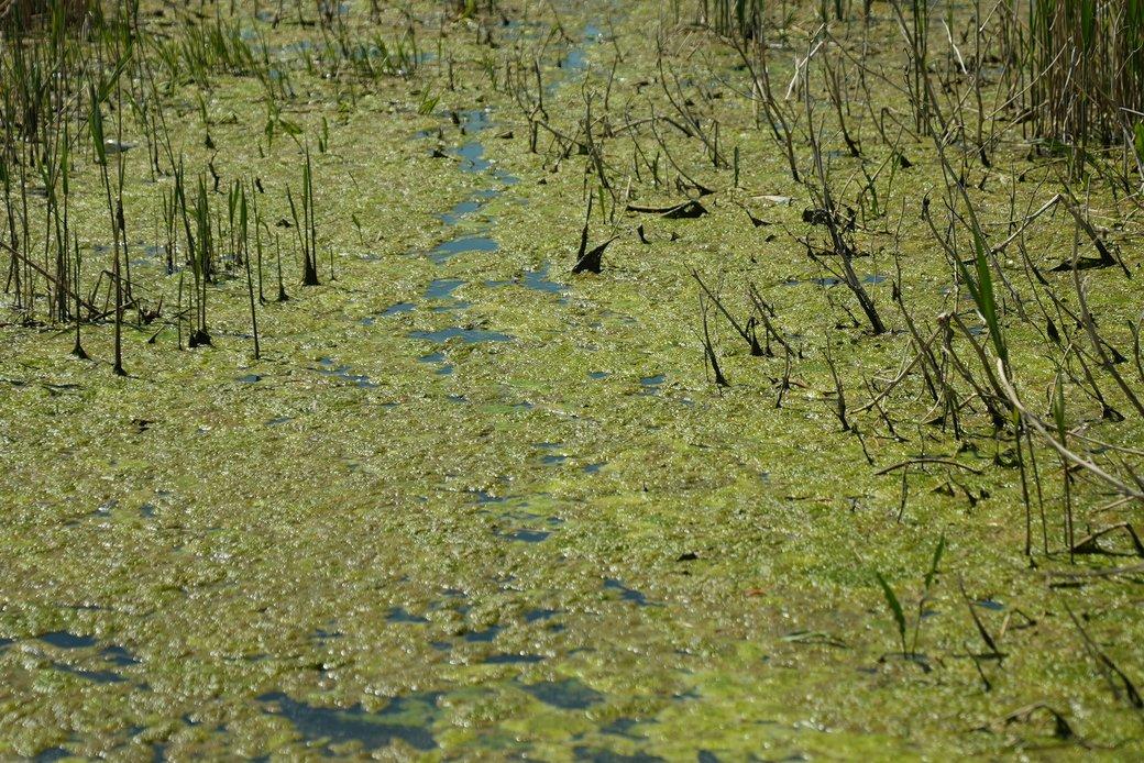 На місці Каховського водосховища зʼявились 'в’єтнамські джунглі': чому там складно воювати На місці Каховського водосховища зʼявились 'в’єтнамські джунглі': чому там складно воювати