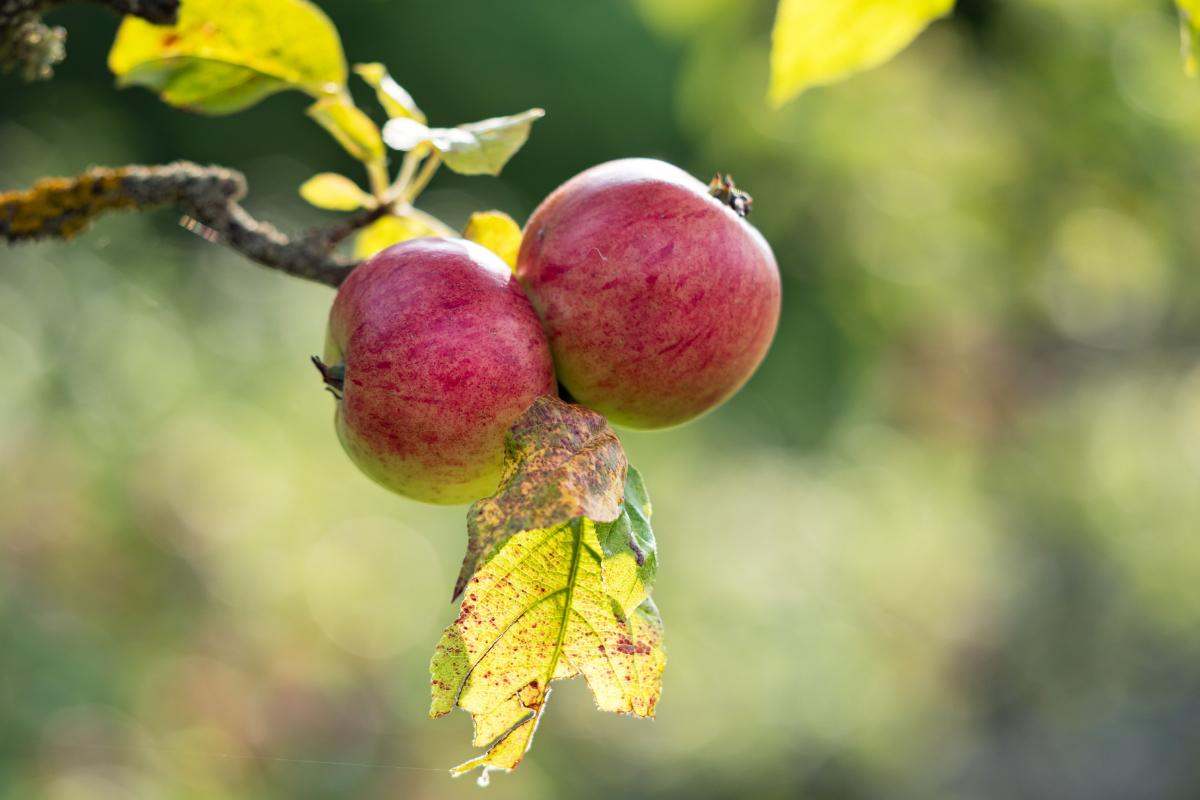 Прикмети на сьогодні 