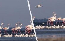 На Одещині сотні рідкісних фламінго не можуть знайти місце для гніздування, - еколог