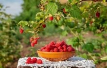 Що робити з кущами малини в серпні: 6 важливих правил для кращого врожаю