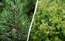 Секатор краще відкласти: експерти назвали 7 вічнозелених рослин, які не варто обрізати