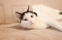 Почему кошки реагируют на "кс-кс-кс": объяснение ветеринаров