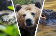 Не только медведи: названы самые опасные животные Америки