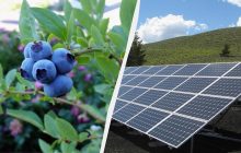 Сонячну електростанцію збудували над полями чорниці: це змінило смак ягід