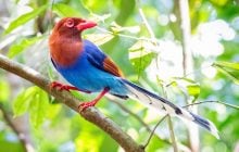 Новый туристический тренд: названы лучшие места для наблюдения за птицами