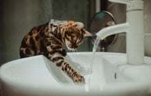 Почему кот пьет из раковины или унитаза, но не из миски: объяснение ученых