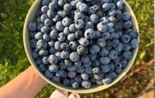 Чорниця корисна не лише для зору: вчені з’ясували, як вона впливає на серце та кишечник