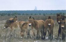 Єдиний справді дикий кінь у світі вижив завдяки лише 12 тваринам