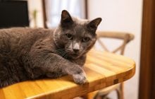 Як відучити кота залазити на стіл: власники поділилися ефективними методами