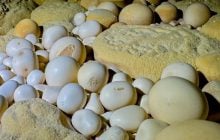 Під джунглями В'єтнаму виявили печеру з рідкісними кам'яними "перлинами"