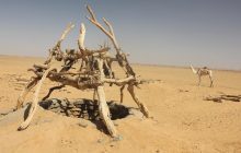 Під Сахарою знайшли воду, яка пролежала там майже мільйон років