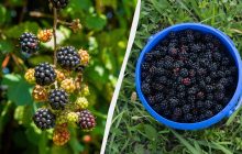 Лучшая подкормка ежевики во время плодоношения: соберете по 10 ведер с куста