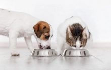 Як обрати надійного виробника кормів для тварин: 7 критеріїв і приклад Purina