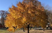 Норвезькі клени, висаджені у 1920 році на Алеї пам’яті, агресивно поширилися у США
