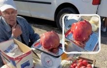 Украинец вырастил помидор-великан и ошарашил его ценой (видео)