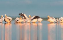 На Каховское водохранилище вернулись розовые пеликаны: эколог объяснил причину