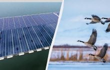 96 сонячних панелей пустили плавати на шляху міграції качок і гусей: що буде далі