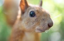 Сьогодні до Києва прийде похолодання, але незабаром спека посилиться (інфографіка)
