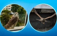 Важить як голуб, а крила - до 70 см: що за хижий птах залітає в українські міста, - орнітолог