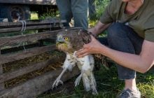 У лісах Полісся знайшли знесиленого червонокнижного хижака: він важив менше кілограма
