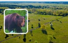 Біля Чорнобильської АЕС помітили бурого ведмедя (відео)