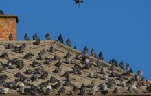 Как прогнать голубей с крыш или балкона: по-настоящему работает только один метод