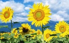 Незламний бізнес. Незламні люди. Незламна країна